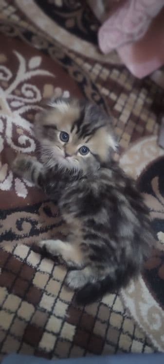 Zoti yaxshi mushuk yaxshi qariman dsela olila beraman — 1