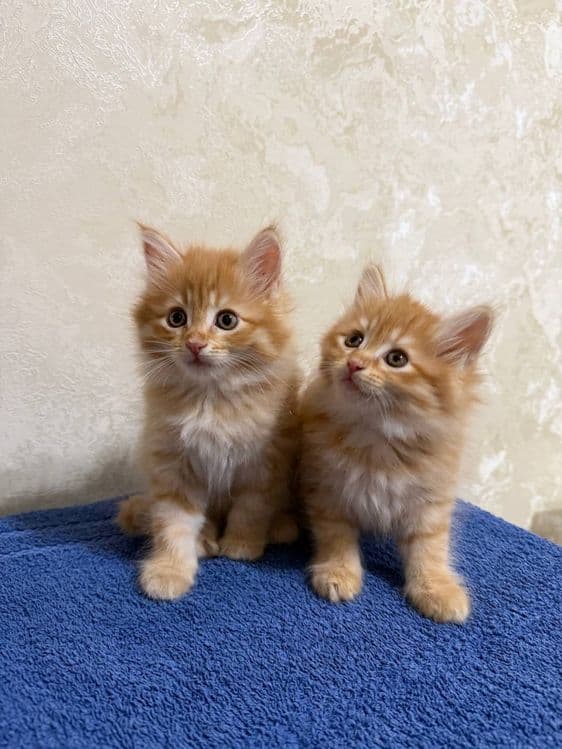 Рыжие сибирские котята — 1
