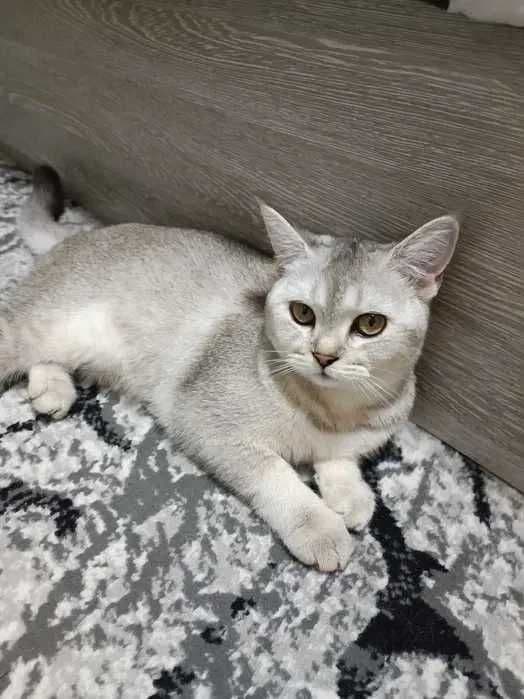 Кошка — Серебристая шиншилла — 1