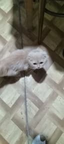 Срочно продам породистых котят вислоушек малышам 4 мес не дорого!