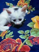 Котёнок мушук Кхао мани ва Турецкий Ангорка