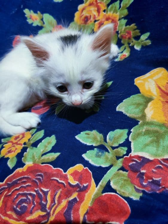 Котёнок мушук Кхао мани ва Турецкий Ангорка — 1