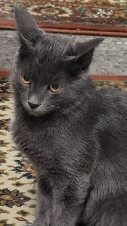 Срочно Подаётся Кошка — 1