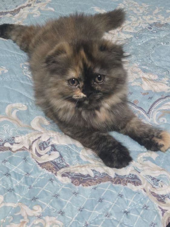 Шотландские котята — 1