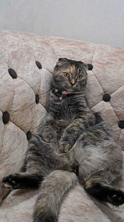 Кошечка в добрые руки — 1