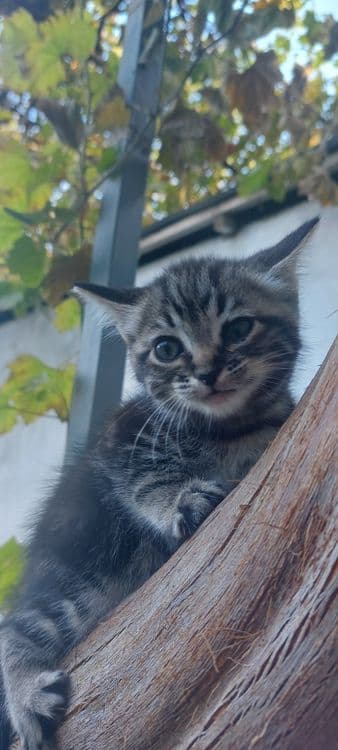 Skottish strayt mushuklar — 1