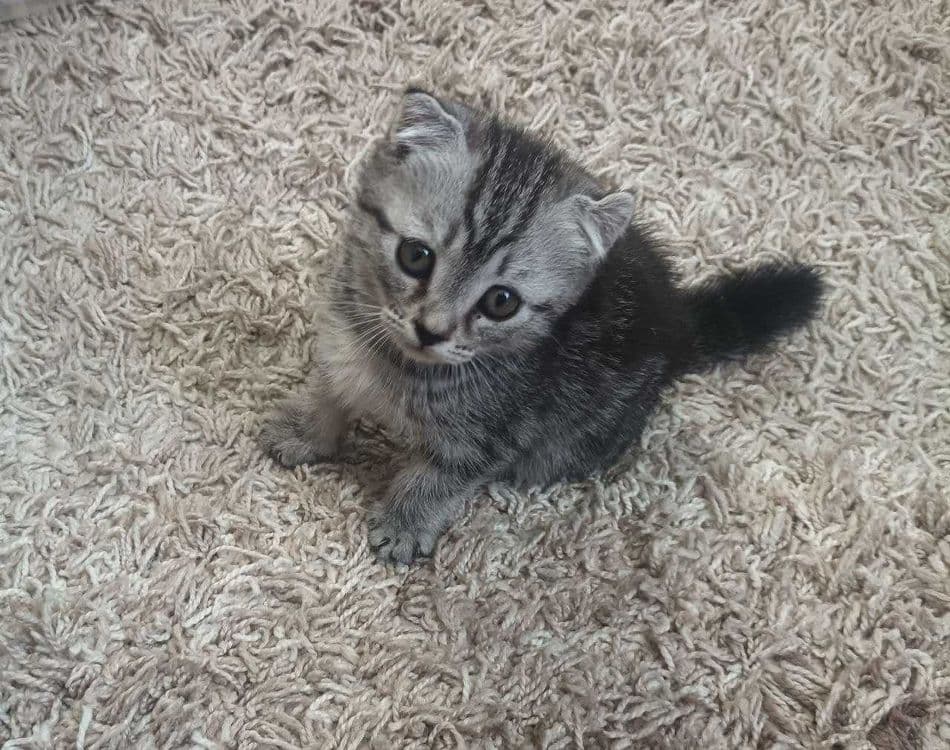 Продаётся котенок скотиш страйт девочка — 1