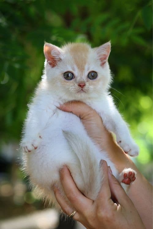 Продаются британские котята — 1