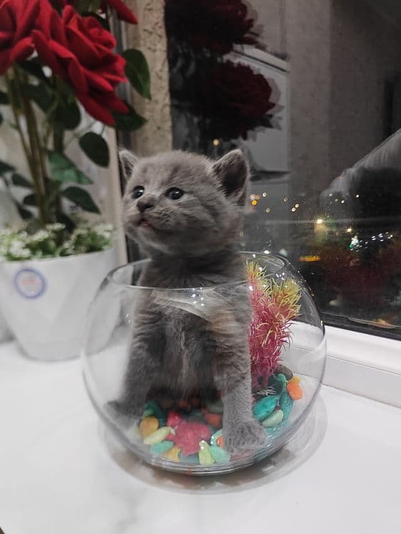 Продам котят британцы — 1