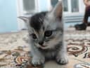 Продаются котята