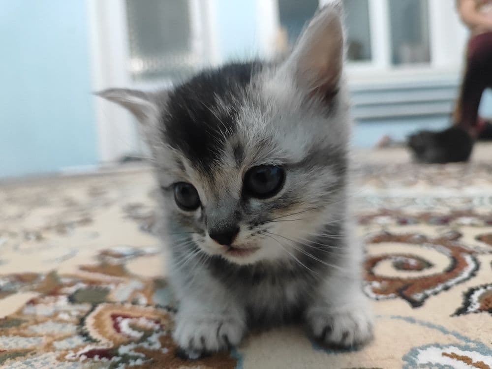 Продаются котята — 1