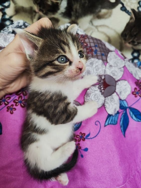 Продаются котята рождённые 06.02.25г . Состояние отличное, здоровые. — 1