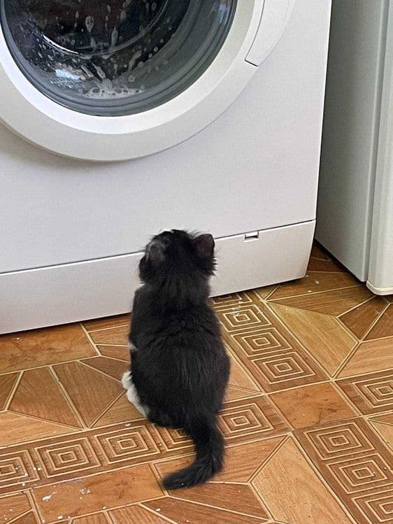 Домашние котята МАЛЬЧИК и ДЕВОЧКА 1,5 месяца — 1