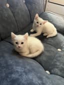 Продам котят 1,5 месяца пародистые .