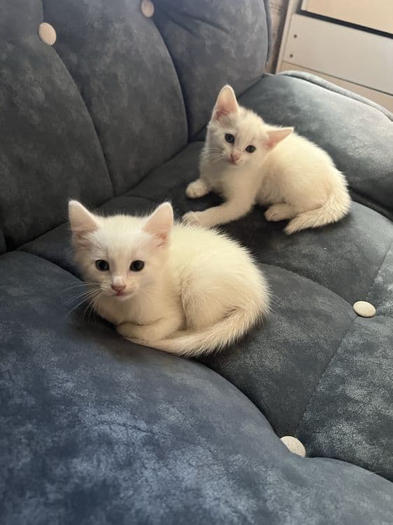 Продам котят 1,5 месяца пародистые . — 1