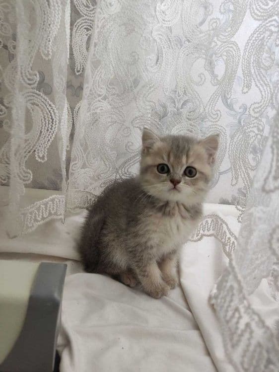 Zalatoy chinchilla bolalari / Золотистые котята шиншиллы — 1
