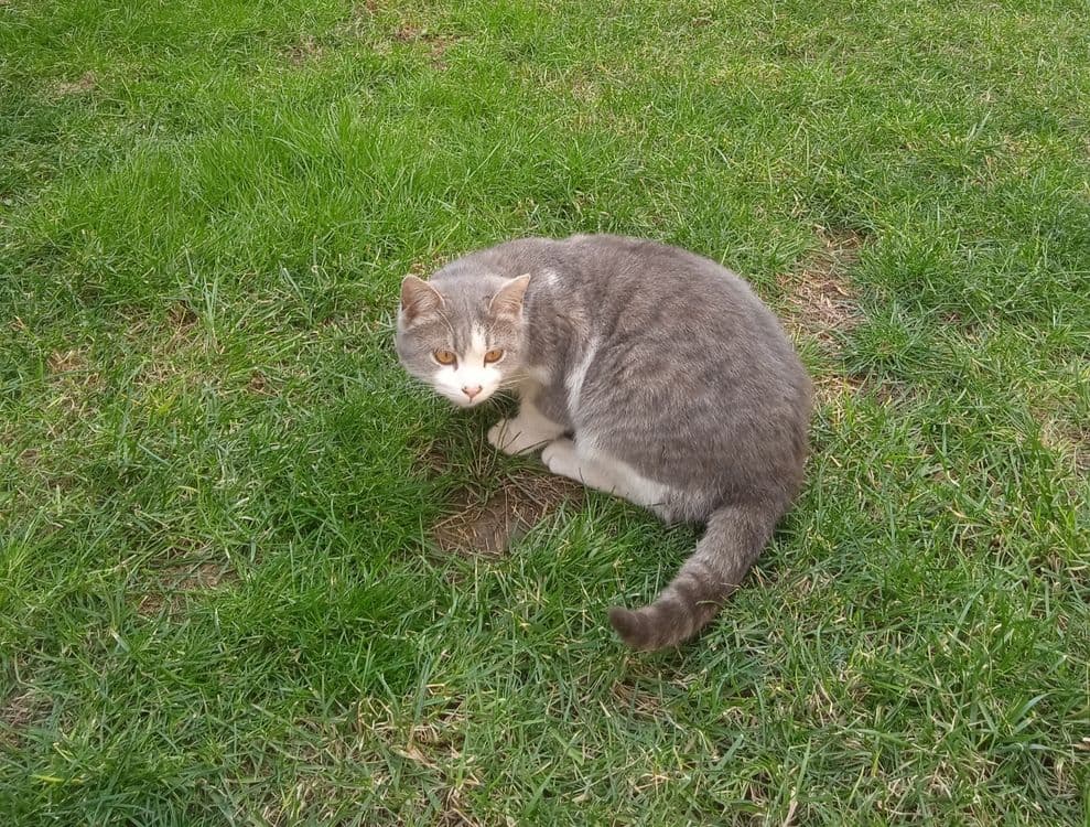 Британский кошка — 1