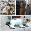 Игривый котик девочка