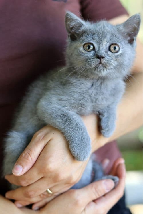 Продаются британские котята — 1