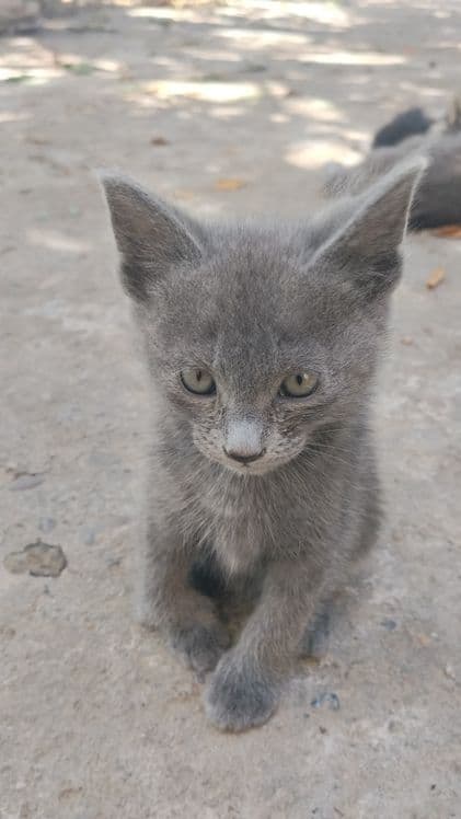 Mushukcha sotiladi — 1