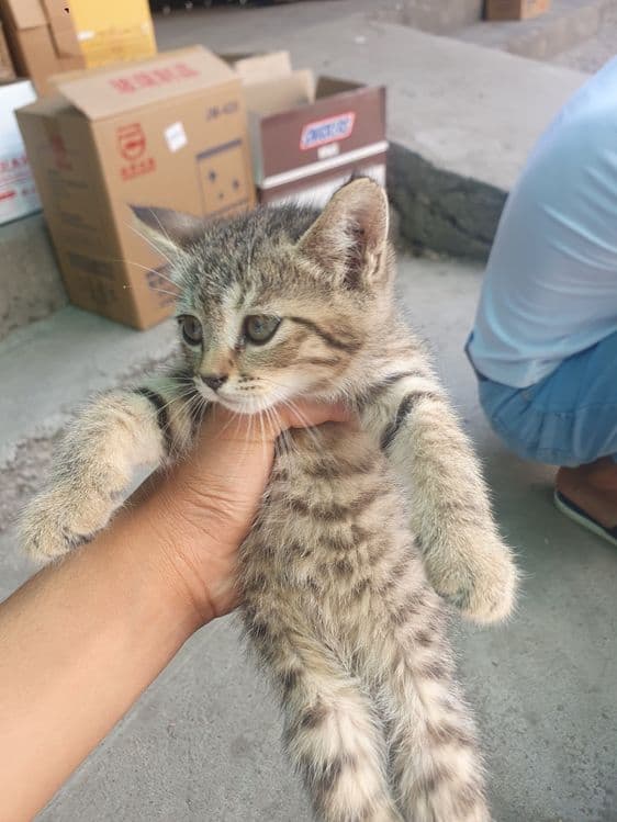 Скотиш страйт мушук — 1