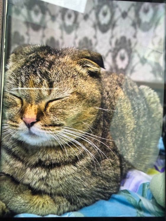 Кошка(скоттиш фолд) — 1