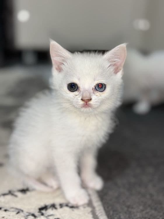 Милый котёнок ищет заботливый д — 1