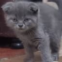 Очаровательные Скоттишь Фолды.