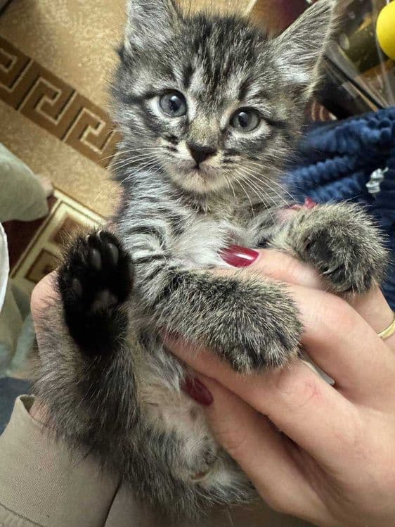 Отдам котенка в добрые руки — 1