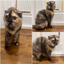 Мушук сотилади акилли уй мушуги