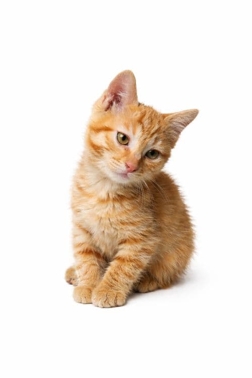 Котята (малые - милые) 1 месяц — 1