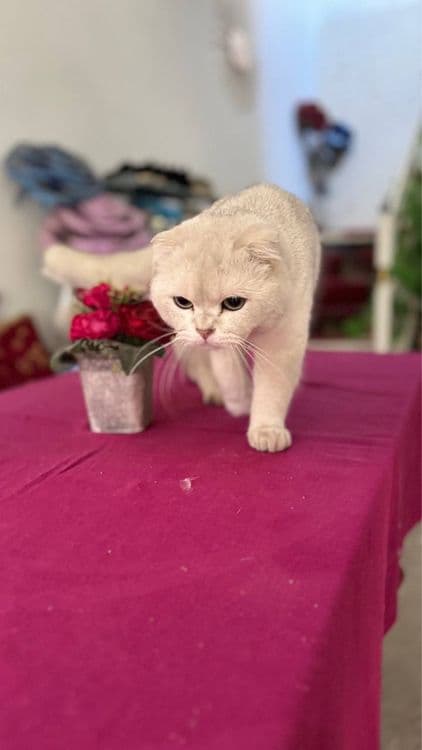 Seribristiy shinshilla viyaska — 1