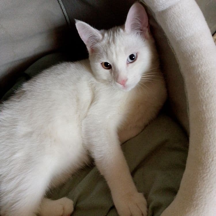 Продам 4 х месячного котёнка — 1