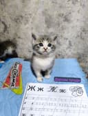 Кошка Шотлантский
