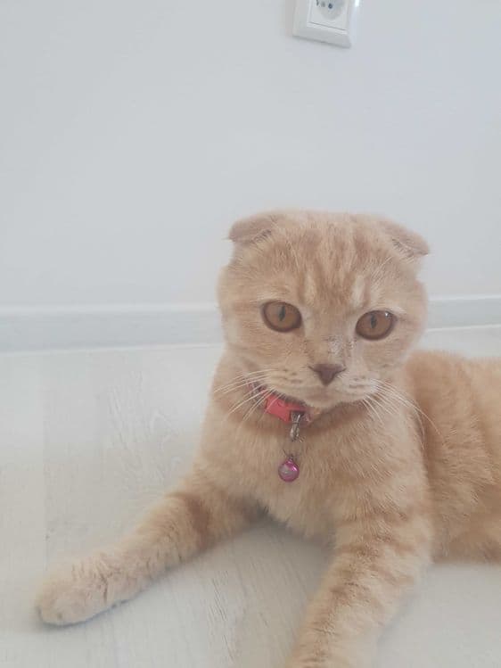 Продается кошка породы Скоттиш фолд — 1