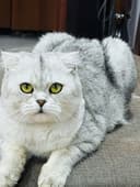 Продаётся кошка порода «Британская шиншила» фоулд
