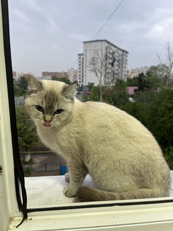 Mushuk sotiladi!! — 1