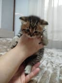 Продаются потрясающие, красивые, ласковые , нежные породистые котята
