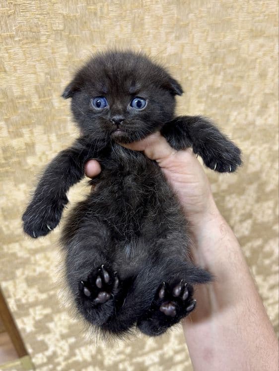 Котёнок полтора месяца. Очень красивый и игривый — 1