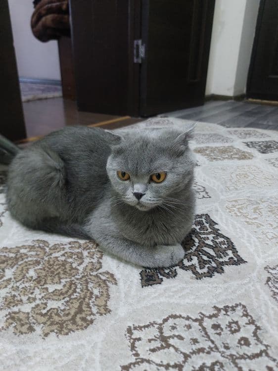 Продам кошку породы Скоттиш фолд — 1