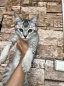 4 oylik erkak Silver Tabby mushukcha