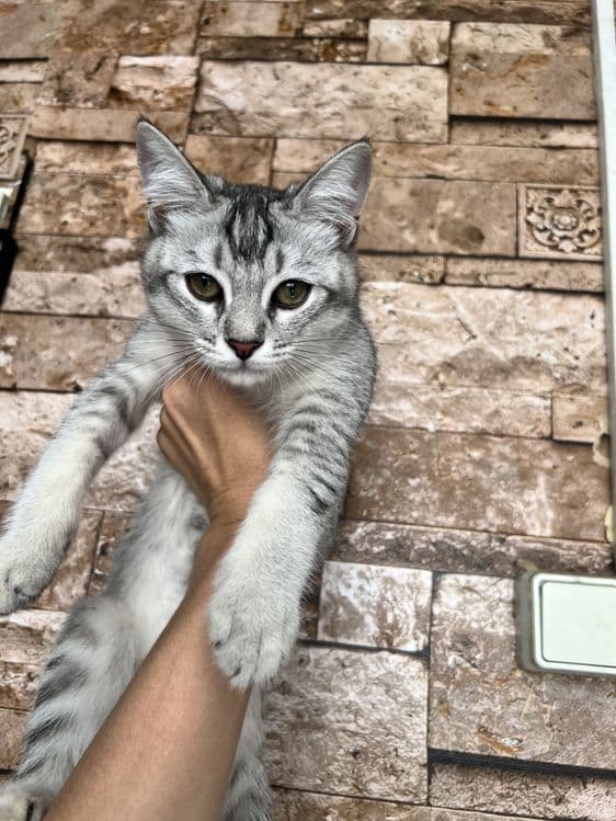 4 oylik erkak Silver Tabby mushukcha — 1