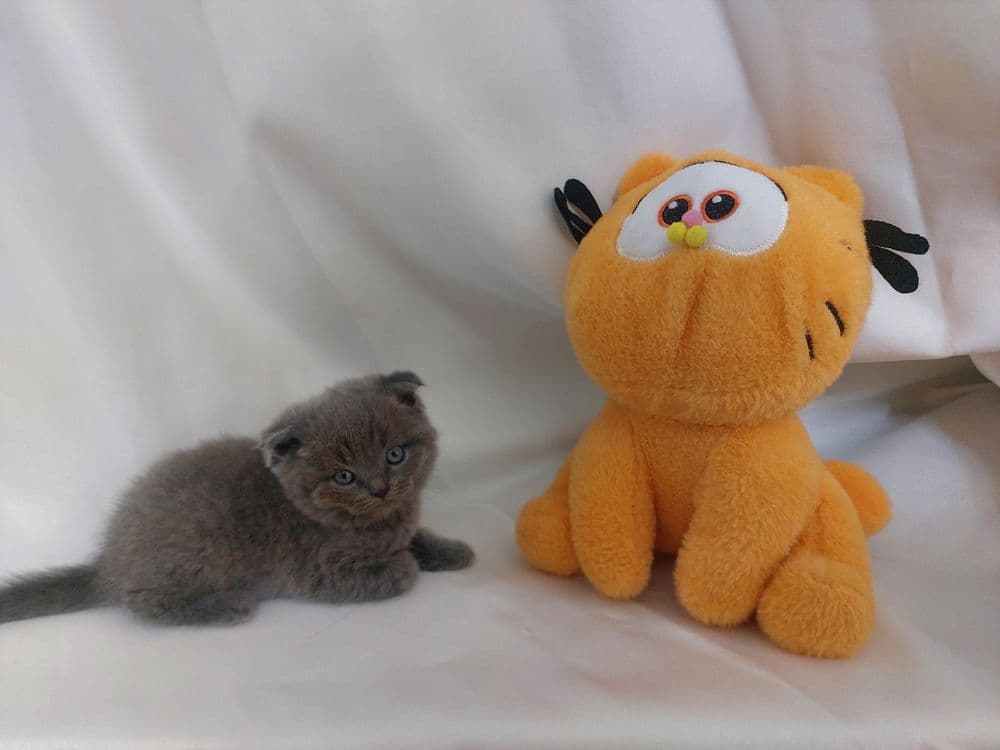 Продаётся котёнок скоттиш фолд мальчик — 1