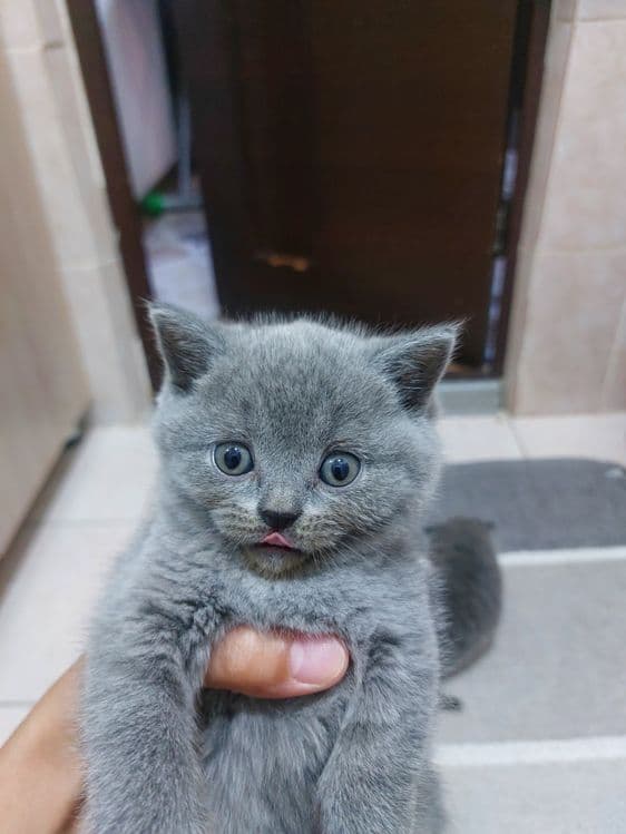 Продам котёнка Скоттиш страйт девочка — 1