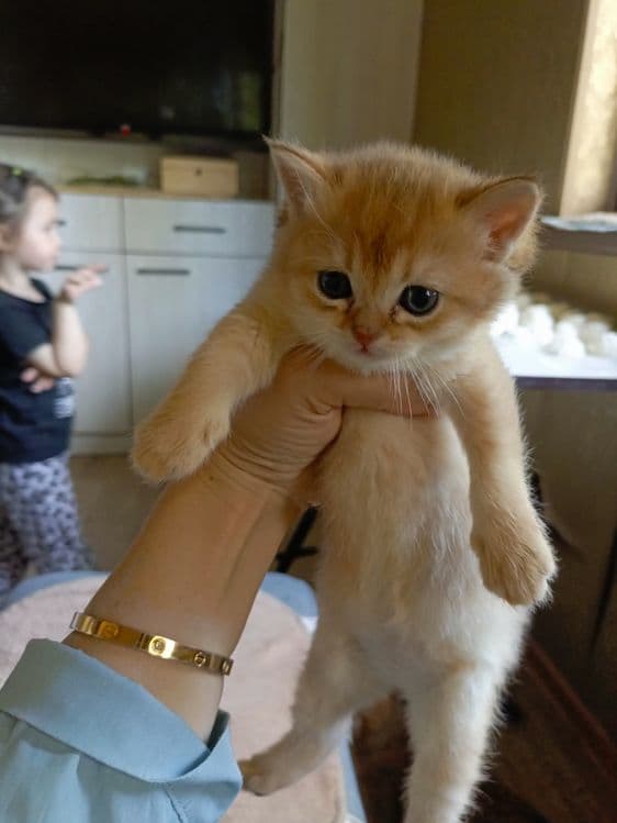 Пародистые котята — 1