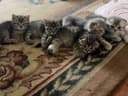 Вислоухая кошка скотиш фолд и Страйт