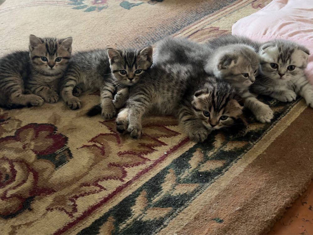Вислоухая кошка скотиш фолд и Страйт — 1