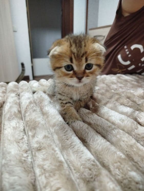 Ласковые, нежные малыши Скотиш фолд и страйт — 1