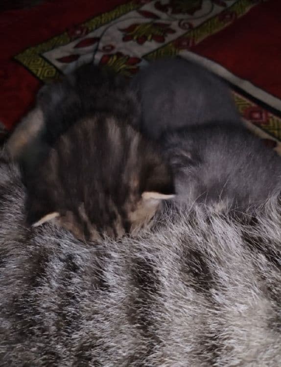 Придается котенки — 1