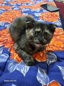 Скоттиш фолд кошка